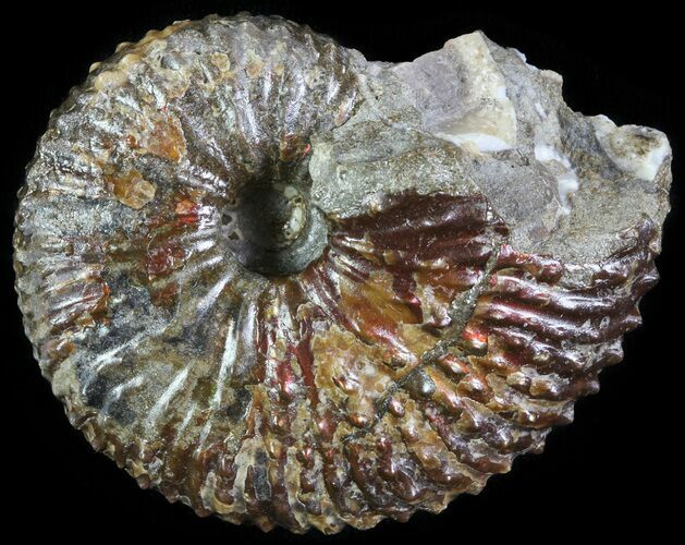 Hoploscaphites Ammonite - South Dakota #62589